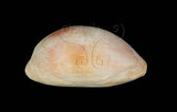 中文名:紫口寶螺(003233-00016)學名:Cypraea carneola Linnaeus, 1758(003233-00016)