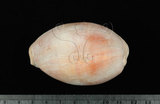 中文名:紫口寶螺(003233-00016)學名:Cypraea carneola Linnaeus, 1758(003233-00016)