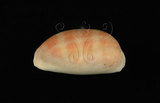 中文名:紫口寶螺(003374-00027)學名:Cypraea carneola Linnaeus, 1758(003374-00027)