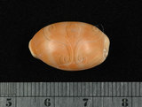 中文名:紫口寶螺(004324-00030)學名:Cypraea carneola Linnaeus, 1758(004324-00030)
