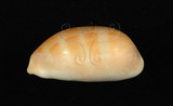 中文名:紫口寶螺(004324-00191)學名:Cypraea carneola Linnaeus, 1758(004324-00191)
