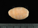 中文名:紫口寶螺(004734-00041)學名:Cypraea carneola Linnaeus, 1758(004734-00041)