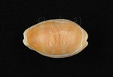 中文名:紫口寶螺(005112-00089)學名:Cypraea carneola Linnaeus, 1758(005112-00089)