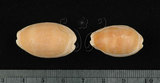 中文名:紫口寶螺(005112-00089)學名:Cypraea carneola Linnaeus, 1758(005112-00089)