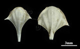 中文名:三尖駝蝶螺(003689-00013)學名:Diacria trispinosa (Blainville, 1821)(003689-00013)