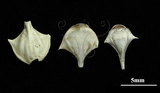 中文名:三尖駝蝶螺(003689-00013)學名:Diacria trispinosa (Blainville, 1821)(003689-00013)