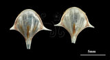 中文名:三尖駝蝶螺(003896-00012)學名:Diacria trispinosa (Blainville, 1821)(003896-00012)