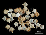 中文名:三尖駝蝶螺(003896-00012)學名:Diacria trispinosa (Blainville, 1821)(003896-00012)
