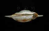 中文名:三尖駝蝶螺(003896-00023)學名:Diacria trispinosa (Blainville, 1821)(003896-00023)