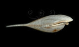 中文名:三尖駝蝶螺(003896-00023)學名:Diacria trispinosa (Blainville, 1821)(003896-00023)
