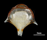中文名:三尖駝蝶螺(004001-00010)學名:Diacria trispinosa (Blainville, 1821)(004001-00010)