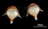 中文名:三尖駝蝶螺(004001-00011)學名:Diacria trispinosa (Blainville, 1821)(004001-00011)
