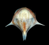 中文名:三尖駝蝶螺(004087-00022)學名:Diacria trispinosa (Blainville, 1821)(004087-00022)