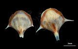 中文名:三尖駝蝶螺(004087-00022)學名:Diacria trispinosa (Blainville, 1821)(004087-00022)