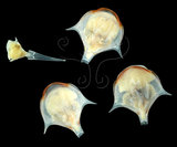 中文名:三尖駝蝶螺(004087-00028)學名:Diacria trispinosa (Blainville, 1821)(004087-00028)