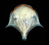 中文名:三尖駝蝶螺(004087-00028)學名:Diacria trispinosa (Blainville, 1821)(004087-00028)
