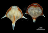 中文名:三尖駝蝶螺(004183-00090)學名:Diacria trispinosa (Blainville, 1821)(004183-00090)
