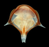 中文名:三尖駝蝶螺(004323-00028)學名:Diacria trispinosa (Blainville, 1821)(004323-00028)
