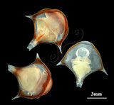 中文名:三尖駝蝶螺(004323-00028)學名:Diacria trispinosa (Blainville, 1821)(004323-00028)