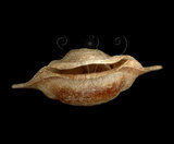 中文名:三尖駝蝶螺(004324-00007)學名:Diacria trispinosa (Blainville, 1821)(004324-00007)