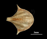 中文名:三尖駝蝶螺(004324-00007)學名:Diacria trispinosa (Blainville, 1821)(004324-00007)