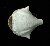 中文名:三尖駝蝶螺(004611-00082)學名:Diacria trispinosa (Blainville, 1821)(004611-00082)
