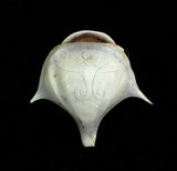 中文名:三尖駝蝶螺(004709-00072)學名:Diacria trispinosa (Blainville, 1821)(004709-00072)