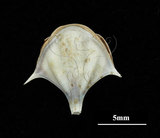 中文名:三尖駝蝶螺(004709-00072)學名:Diacria trispinosa (Blainville, 1821)(004709-00072)