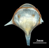 中文名:三尖駝蝶螺(004775-00187)學名:Diacria trispinosa (Blainville, 1821)(004775-00187)