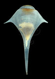中文名:三尖駝蝶螺(004799-00014)學名:Diacria trispinosa (Blainville, 1821)(004799-00014)