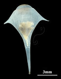 中文名:三尖駝蝶螺(004799-00014)學名:Diacria trispinosa (Blainville, 1821)(004799-00014)