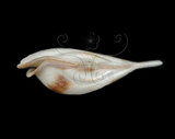 中文名:三尖駝蝶螺(004800-00011)學名:Diacria trispinosa (Blainville, 1821)(004800-00011)