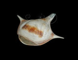 中文名:三尖駝蝶螺(004800-00011)學名:Diacria trispinosa (Blainville, 1821)(004800-00011)