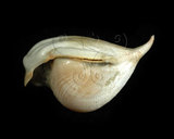 中文名:露珠駝蝶螺(003689-00012)學名:Cavolinia uncinata (Rang, 1829)(003689-00012)