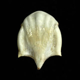 中文名:露珠駝蝶螺(003689-00012)學名:Cavolinia uncinata (Rang, 1829)(003689-00012)