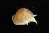中文名:露珠駝蝶螺(003896-00004)學名:Cavolinia uncinata (Rang, 1829)(003896-00004)