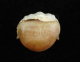 中文名:露珠駝蝶螺(003896-00004)學名:Cavolinia uncinata (Rang, 1829)(003896-00004)