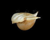 中文名:露珠駝蝶螺(003985-00023)學名:Cavolinia uncinata (Rang, 1829)(003985-00023)