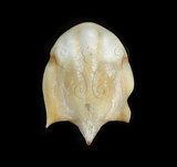 中文名:露珠駝蝶螺(003985-00023)學名:Cavolinia uncinata (Rang, 1829)(003985-00023)
