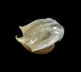 中文名:露珠駝蝶螺(004324-00018)學名:Cavolinia uncinata (Rang, 1829)(004324-00018)
