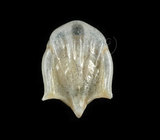 中文名:露珠駝蝶螺(004324-00018)學名:Cavolinia uncinata (Rang, 1829)(004324-00018)