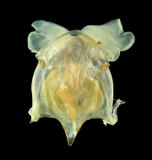 中文名:露珠駝蝶螺(004775-00181)學名:Cavolinia uncinata (Rang, 1829)(004775-00181)