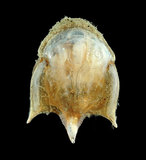 中文名:露珠駝蝶螺(005298-00009)學名:Cavolinia uncinata (Rang, 1829)(005298-00009)