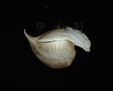 中文名:露珠駝蝶螺(005299-00072)學名:Cavolinia uncinata (Rang, 1829)(005299-00072)