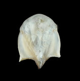 中文名:露珠駝蝶螺(005299-00072)學名:Cavolinia uncinata (Rang, 1829)(005299-00072)