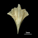 中文名:尖菱蝶螺(003689-00014)學名:Clio pyramidata Linnaeus, 1767(003689-00014)