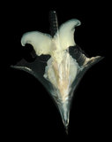 中文名:尖菱蝶螺(003831-00014)學名:Clio pyramidata Linnaeus, 1767(003831-00014)