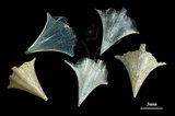 中文名:尖菱蝶螺(003896-00009)學名:Clio pyramidata Linnaeus, 1767(003896-00009)