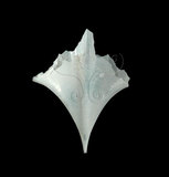 中文名:尖菱蝶螺(003896-00024)學名:Clio pyramidata Linnaeus, 1767(003896-00024)