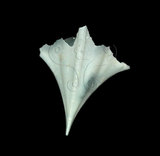 中文名:尖菱蝶螺(003896-00024)學名:Clio pyramidata Linnaeus, 1767(003896-00024)